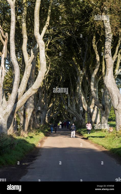 The Dark Hedges Bregagh Rd Ballymoney Avenue Of Beech Trees Used In