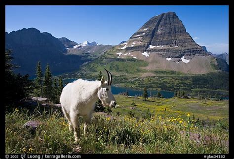 Picturephoto Mountain Goat Hidden Lake And Bearhat Mountain Glacier