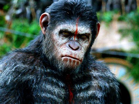 Attempting to revive a franchise that was left in tatters by tim burton's lacklustre remake of the original apes movie was a tough proposition. Dawn of the Planet of the Apes review
