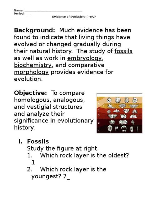 This webpage gives you an example of natural selection involving beetles. Evidence For Evolution Worksheet Answer Key - worksheet