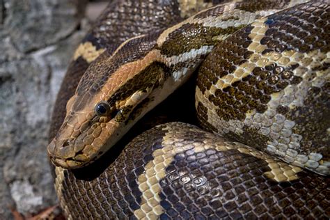 Python San Diego Zoo Animals And Plants