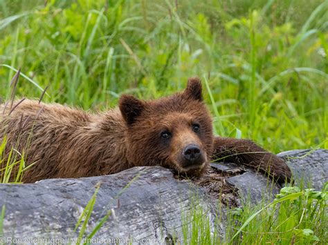 Grizzly Bear Tongass National Forest Alaska Photos By Ron Niebrugge