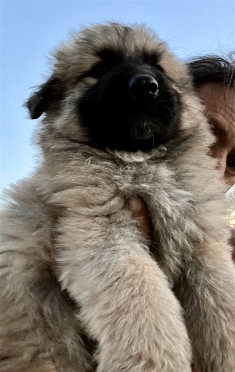 ️ King German Shepherd Great Pyrenees Vip Puppies