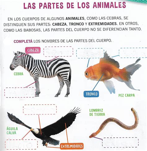 Fichas Identificar Partes Del Cuerpo En Animales 5 Imagenes De Animales