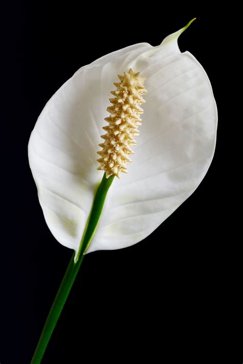 We did not find results for: Are Peace Lilies Poisonous? You'll Be Shocked to Know ...