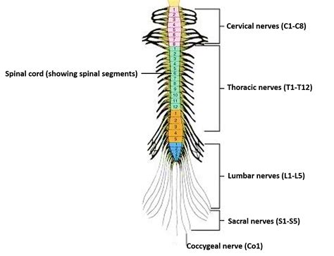 Cranial Nerves All Spinal Nerve Vagus Nerve Spinal Co Vrogue Co