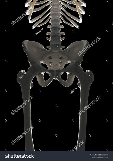 3d Rendered Illustration Skeletal Hip Stock Illustration 2116028573
