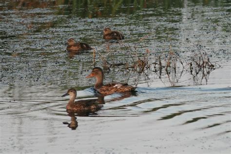 Anas Crecca Carolinensis Green Winged Teal Foreground Flickr