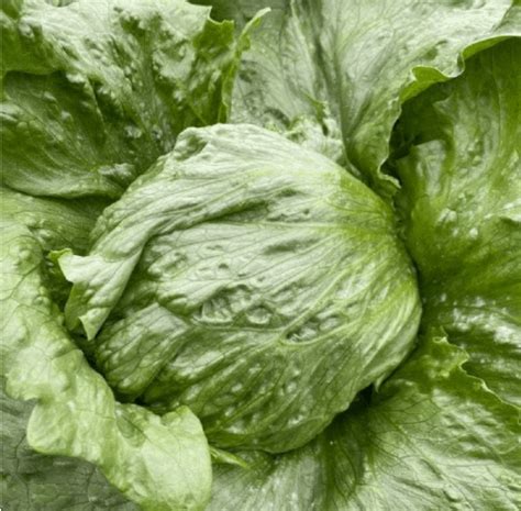 23 Different Types Of Lettuce Varieties With Pictures Yard Surfer