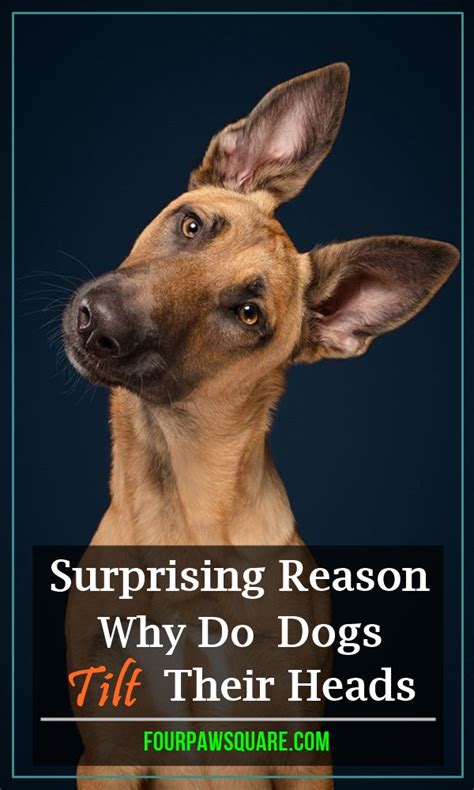 5 Surprising Reason Why Do Dogs Tilt Their Heads