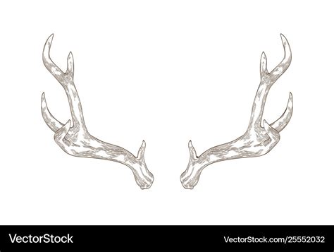 Antlers Drawing ~ Antlers Drawing Draw Step Reindeer Deer Antler