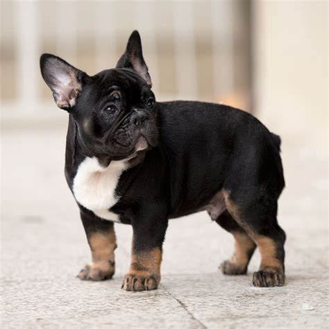 Unfollow french bulldog for sale to stop getting updates on your ebay feed. Where To Buy A French Bulldog Puppy In New York? Frenchie ...