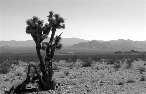 Nevada Desert Cactus Landscape Free Stock Photo Public Domain Pictures