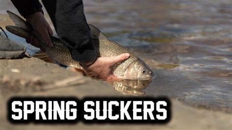 Why We Love Sucker Fishing Film Spring Time Sucker Fishing Youtube