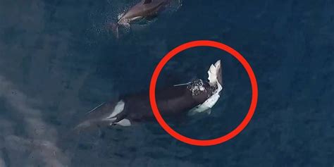 Watch Mysterious Type Of Killer Whale Caught On Video Killing And