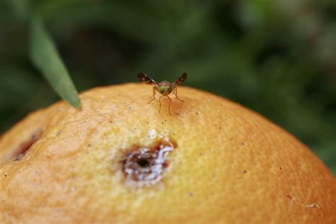 Citrus Fruit Pest Mg7434 Queensland Fruit Fly Bactrocera Flickr