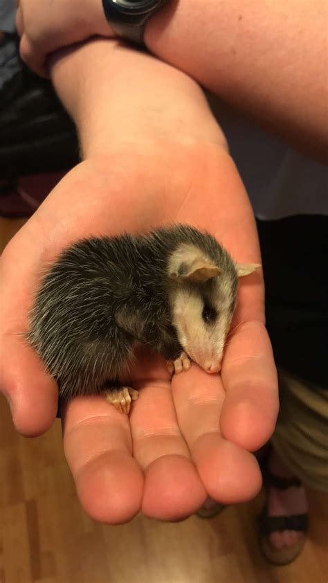 Found A Baby Opossum Today He Feel Asleep On My Hand Aww