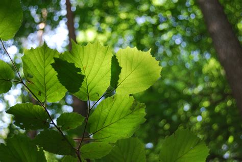 Free Images Nature Forest Branch Sunlight Leaf Flower Foliage