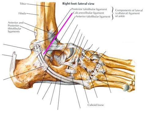 Image Anklejoint For Term Side Of Card