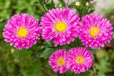 A List Of Perennial Flowers That Bloom All Summer With