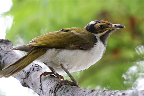 Young Blue Faced Honeyeaters In A Townsville Garden