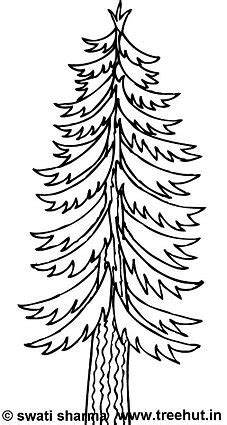 Find vectors of pine tree. Trees Coloring Pages Set 2 - TreeHut.in