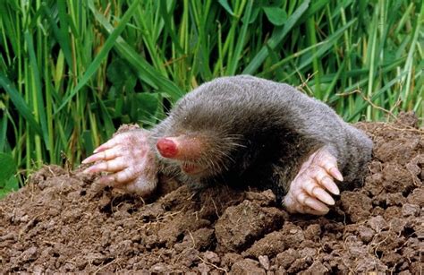 Mole By Peter Preece Animals British Wildlife Wildlife
