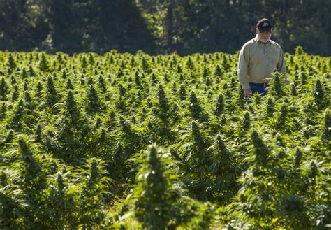 Hemp Farming What You Need To Know