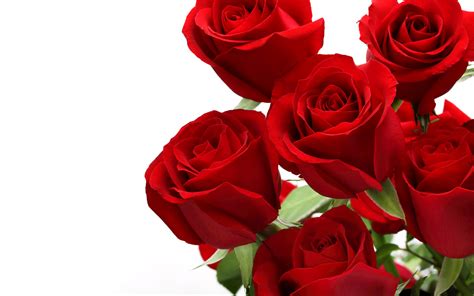 Wallpaper Red Rose Flowers White Background 3840x2400