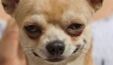 Chihuahua Meme Face Smiling