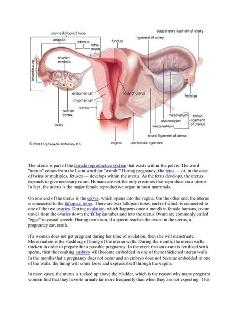 Uterus Anatomy Uterus Womens Health