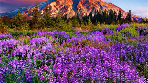 Landscape Purple Mountain Meadow With Flowers Pine Trees Mountains With Snow Red Cloud