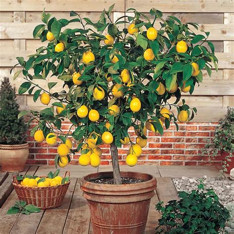 Brighten Your House With Dwarf Lemon Tree In Pot Morflora