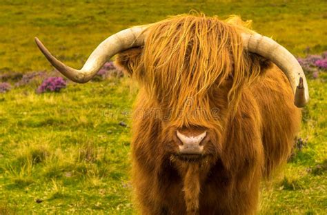 Highland Cattle With Long Horns In Scenic Landscape With Lake In