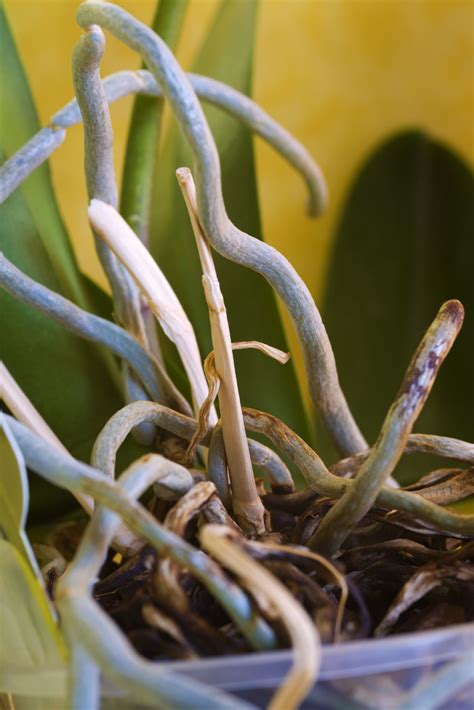 You could even introduce a dangerous virus. Orchid Is Growing Roots - What To Do With Orchid Roots ...