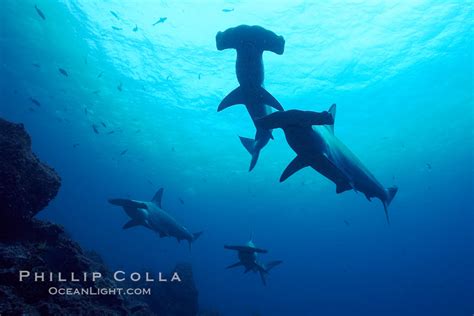Hammerhead Sharks Schooling Sphyrna Lewini Photo Wolf Island