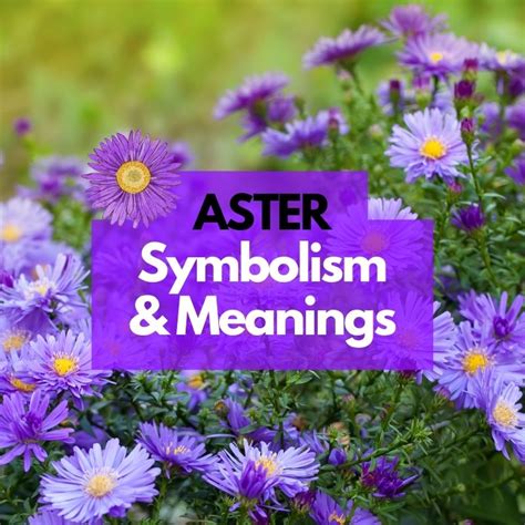 Aster Flower Symbolism Meanings And History Symbol Genie