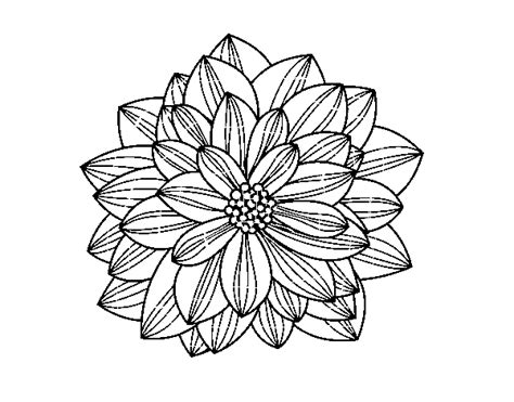 Dahlia Flower Coloring Page