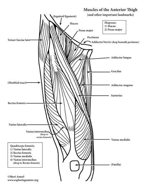Upper Thigh Anatomy Smrt Thigh And Knee Massage Magazine