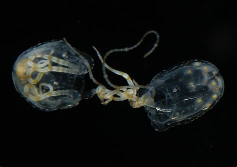 Animal Sex How Jellyfish Do It Live Science