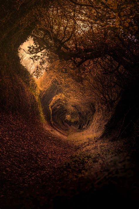 Wallpaper Tunnel Trees Autumn Leaves Resolution4663x6994 Wallpx