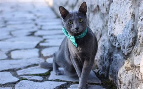 Russian Blue Hypoallergenic Cats Why Choose This Cat Breed If You Have