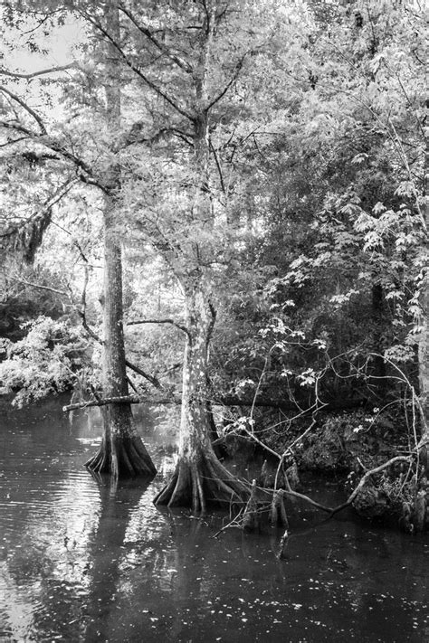 Cypress Trees In The Swamp New Orleans Travel Swampland Cypress Trees