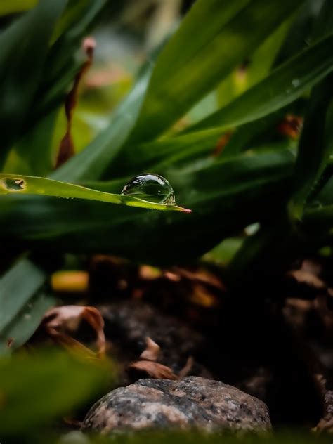 Raindrop On A Leaf Pixahive