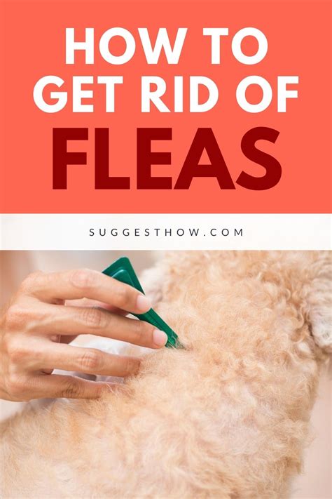 How To Get Rid Of Fleas In House 6 Step By Step Guide Flea In House
