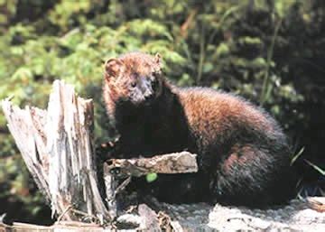 It borders the city of bridgeport and towns of trumbull, easton, weston, and westport along the gold coast of connecticut. Fisher - NYS Dept. of Environmental Conservation