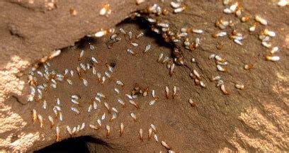 From recurring pest control for scorpions, to termite control treatments, and even proofing your home from roof rats and pigeons you can count on action termite & pest control to. Termite Treatment Frankston | Termite Pest Control ...