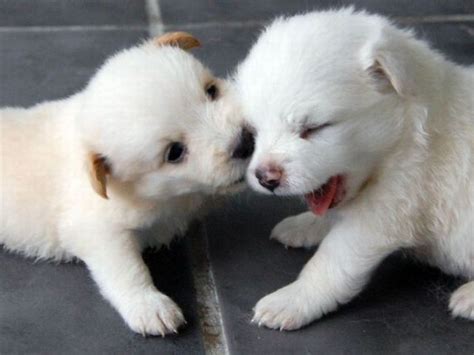 Puppy Kisses Puppy