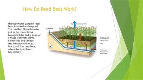 The Use Of Reed Beds For The Treatment Of Sewage And Wastewater