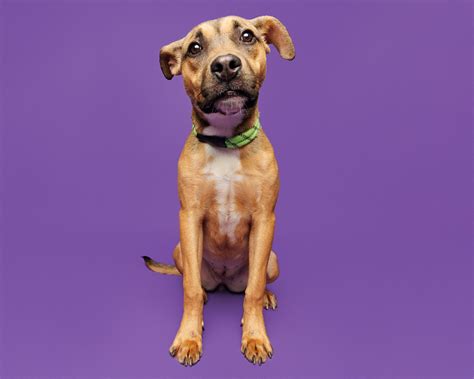 Dog for Adoption - Marna, a in Alamance County, NC | Alpha Paw